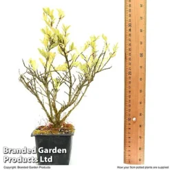 Lonicera Pileata -Garden Central Sales Store LONI PILEAT9CM T50089