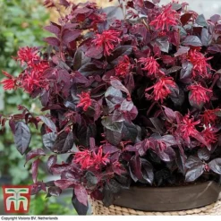 Loropetalum Chinense Var. Rubrum 'Ever Red'
