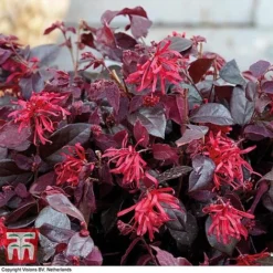 Loropetalum Chinense Var. Rubrum 'Ever Red' -Garden Central Sales Store LORO TKA8393 C