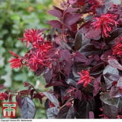 Loropetalum Chinense Var. Rubrum 'Ever Red' -Garden Central Sales Store LORO TKA8393 E