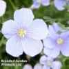 Linum Perenne Blue