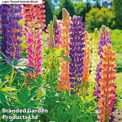 Bulb & Perennial Bumper Pack -Garden Central Sales Store LUPI P92286