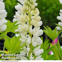Summer Colour Bundle -Garden Central Sales Store LUPI NOBLEMAID T01250