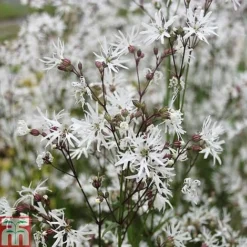 Lychnis Flos-cuculi 'White Robin' (Marginal Aquatic) -Garden Central Sales Store LYCH T78045 C h