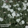 Lychnis Coronaria 'Alba'