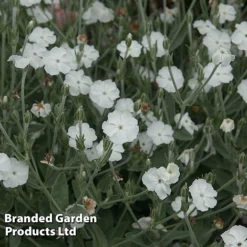 Lychnis Coronaria 'Alba'
