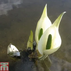 Lysichiton Camtschatcensis (Marginal Aquatic) -Garden Central Sales Store LYSI T78332 C h