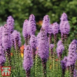 85 Wildlife Friendly Bulb Collection -Garden Central Sales Store Liatris