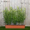 Privet Green Instant Trough Hedge 1m (pre-grown)