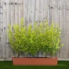 Privet Instant Trough Hedge 1m (pre-grown)