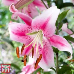 Towering Tree Lily Collection -Garden Central Sales Store Lily11