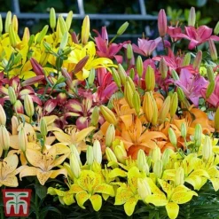 85 Wildlife Friendly Bulb Collection -Garden Central Sales Store Lily5