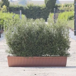 Honeysuckle Instant Trough Hedge 1m (pre-grown)