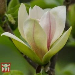 Magnolia 'Sunsation'