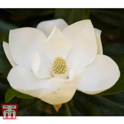 Magnolia Grandiflora 'Alta' -Garden Central Sales Store MAGN KB0613 A