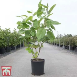 Magnolia Sieboldii -Garden Central Sales Store MAGN TKA3242 A