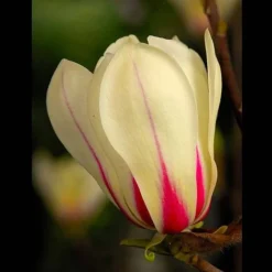 Magnolia Denudata 'Sunrise' (Patio Standard) -Garden Central Sales Store MAGN t59763 A1