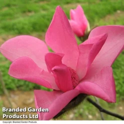 Magnolia 'Fire' -Garden Central Sales Store MAGN FIRE T51559
