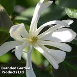 Magnolia 'Goldstar'