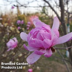 Magnolia 'Pink Perfection' -Garden Central Sales Store MAGN PINKPERFE S51733