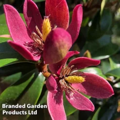 Magnolia Hybrid 'Stellar Ruby' -Garden Central Sales Store MAGN STELLARRU S51413