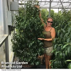 Magnolia Hybrid 'Stellar Ruby' -Garden Central Sales Store MAGN STELLARRU S51415