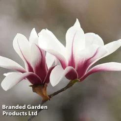 Magnolia Denudata 'Sunrise Beauty' -Garden Central Sales Store MAGN SUNRISEBE S51777