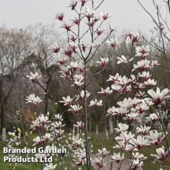 Magnolia Denudata 'Sunrise Beauty' -Garden Central Sales Store MAGN SUNRISEBE S51778
