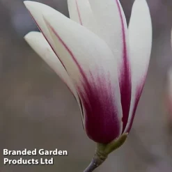 Magnolia Denudata 'Sunrise Beauty' -Garden Central Sales Store MAGN SUNRISEBE S51779
