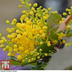 Mahonia Aquifolium 'Apollo' -Garden Central Sales Store MAHO T66349 B