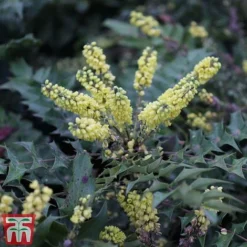 Mahonia Japonica 'Hivernant'