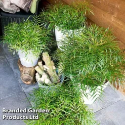 Mahonia 'Soft Caress' -Garden Central Sales Store MAHO SOFTCARES U43356