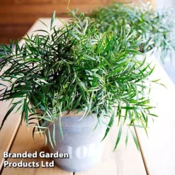 Mahonia 'Soft Caress' -Garden Central Sales Store MAHO SOFTCARES U43357