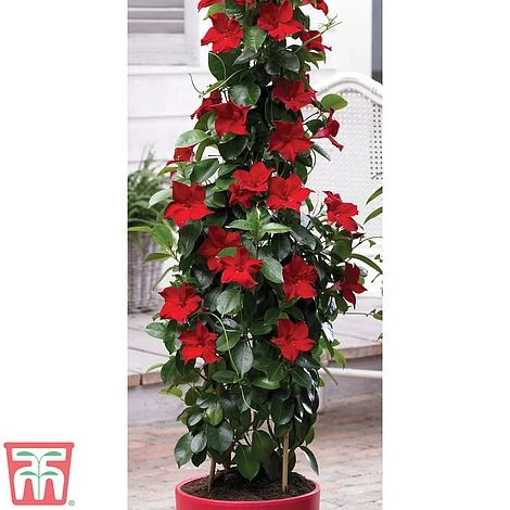 Mandevilla Sanderi 'Bloom Bells® Red' 1 Mandevilla Sanderi 'Bloom Bells® Red'