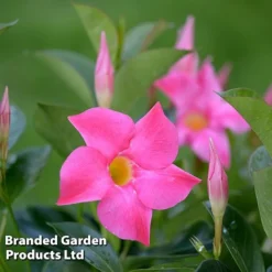 Mandevilla 'Sundaville Collection' -Garden Central Sales Store MAND BLOOMPINK L31741