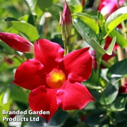 Mandevilla 'Sundaville Collection' -Garden Central Sales Store MAND BLOOMRED L31743