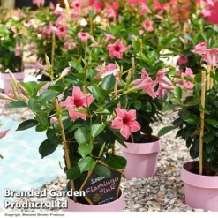 Mandevilla 'Sundaville Flamingo Pink' -Garden Central Sales Store MAND FLAMPINK T40933
