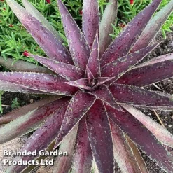 Mangave 'Blazing Saddles' -Garden Central Sales Store MANG BLAZINGSA S51067