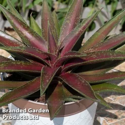 Mangave 'Blazing Saddles' -Garden Central Sales Store MANG BLAZINGSA S51069
