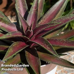 Mangave 'Blazing Saddles' -Garden Central Sales Store MANG BLAZINGSA S51070