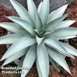 Mangave 'Frosted Elegance' -Garden Central Sales Store MANG FROSTELEG S51073