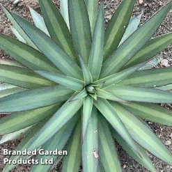 Mangave 'Frosted Elegance' -Garden Central Sales Store MANG FROSTELEG S51074