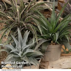 Mangave Collection -Garden Central Sales Store MANG MIXED T44084