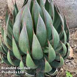 Mangave 'Praying Hands' -Garden Central Sales Store MANG PRAYINGHA S51061