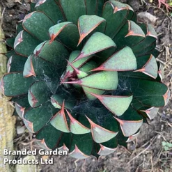 Mangave 'Praying Hands' -Garden Central Sales Store MANG PRAYINGHA S51063