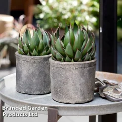 Mangave 'Praying Hands' -Garden Central Sales Store MANG PRAYINGHA S51065