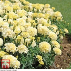 Marigold 'French Vanilla' F1 Hybrid -Garden Central Sales Store MARI P4020 D