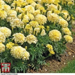 Marigold 'French Vanilla' F1 Hybrid -Garden Central Sales Store MARI P4020 E
