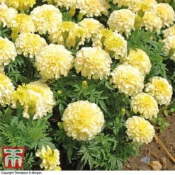 Marigold 'French Vanilla' F1 Hybrid -Garden Central Sales Store MARI P4020 F