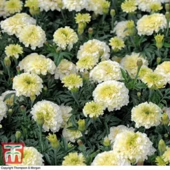 Marigold 'French Vanilla' F1 Hybrid -Garden Central Sales Store MARI P4020 G